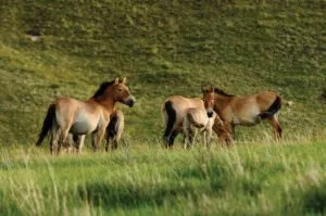 viagem-mongolia